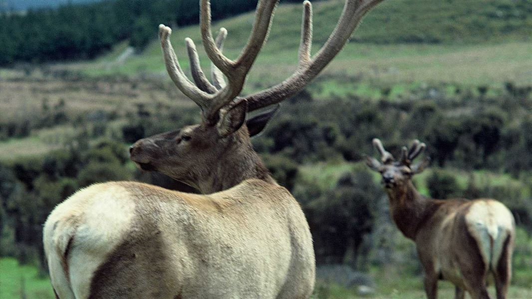 Wapiti deer.