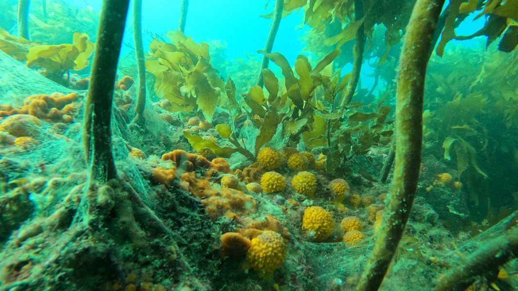 Reef system Motukawao