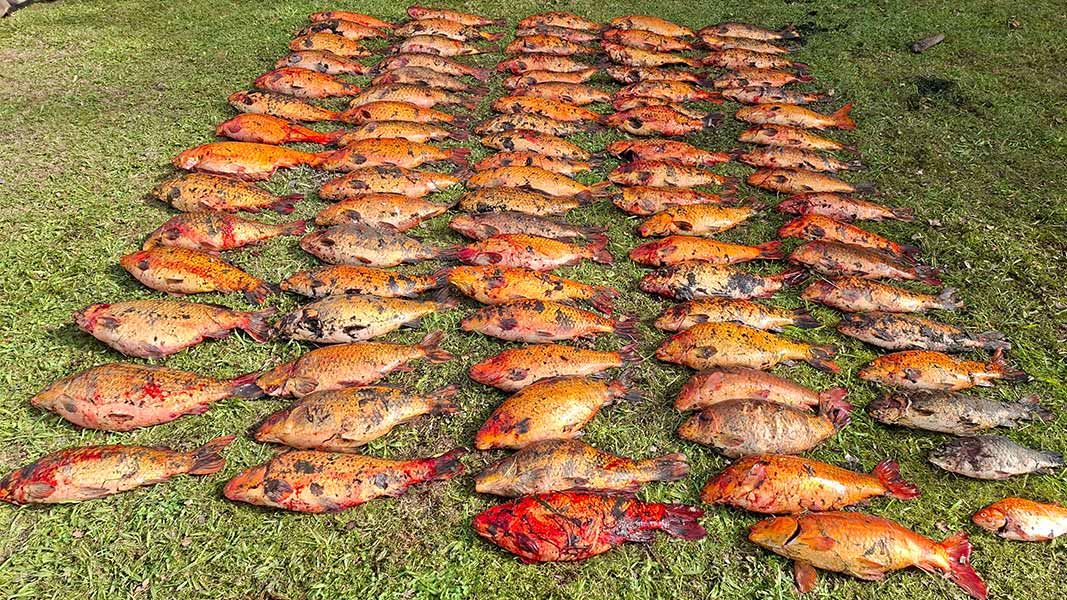 Dead koi carp lined up. 