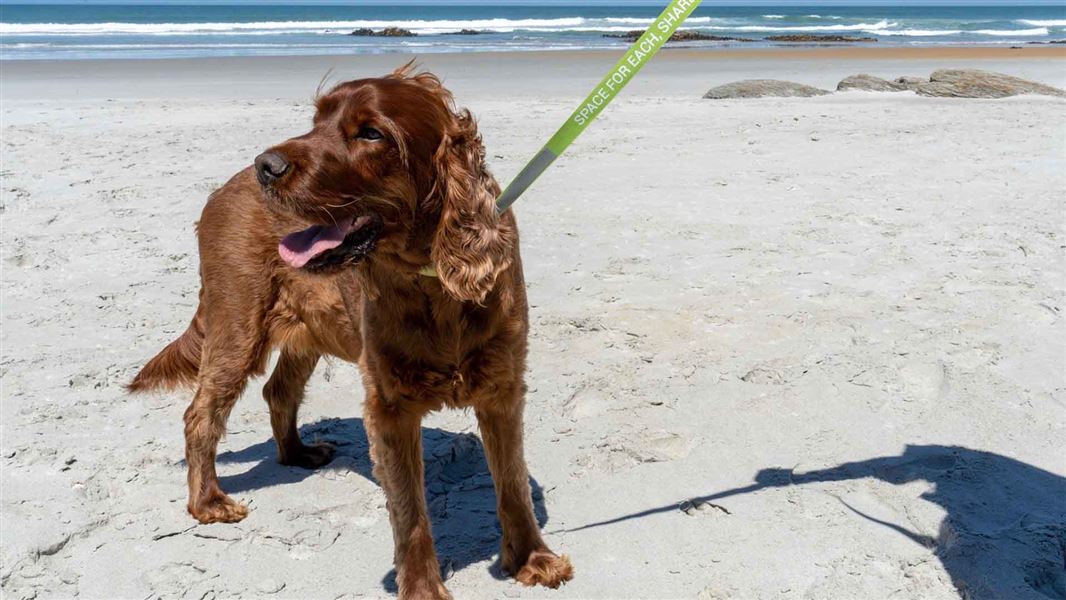 A dark brown long hair dog looking happy with a green Lead the Way lead. The dog is on a sandy beach.