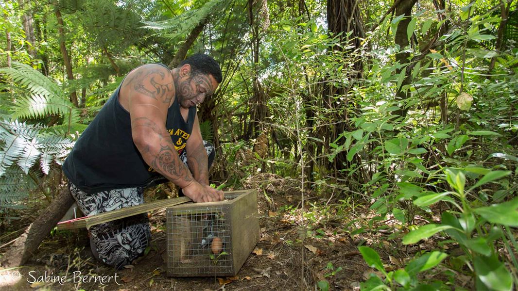 Build your trapping knowledge at the two-day workshop in Taumarunui.