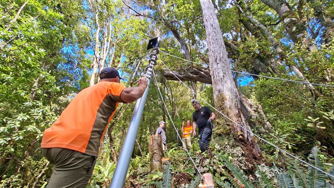 People work to put up a mast in a heavily forested area.