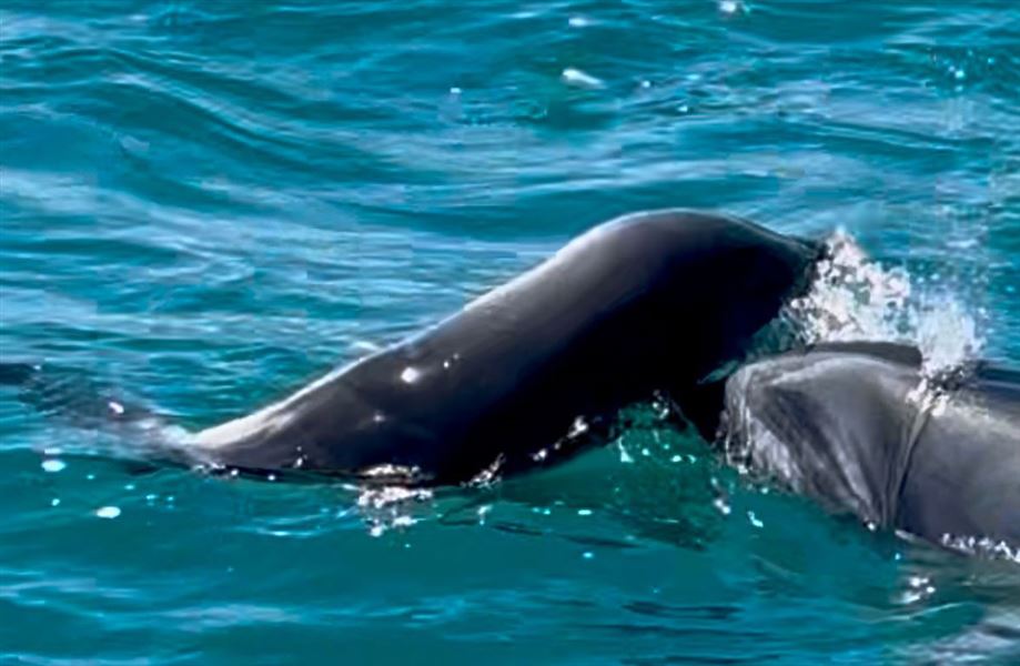 Bottlenose carrying a dead calf.