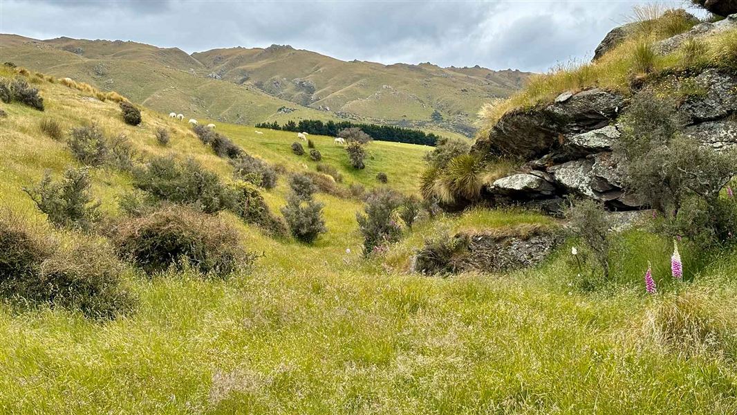 View from Rockvale Track. 
