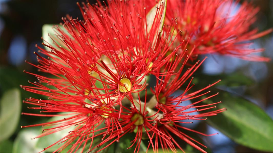 Close-up of a pōhutukawa flower. 