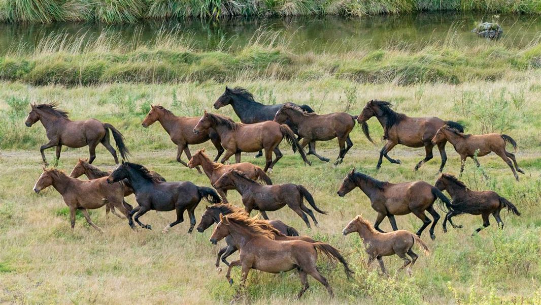 A group of about 20 horses moving through a grassland environment.