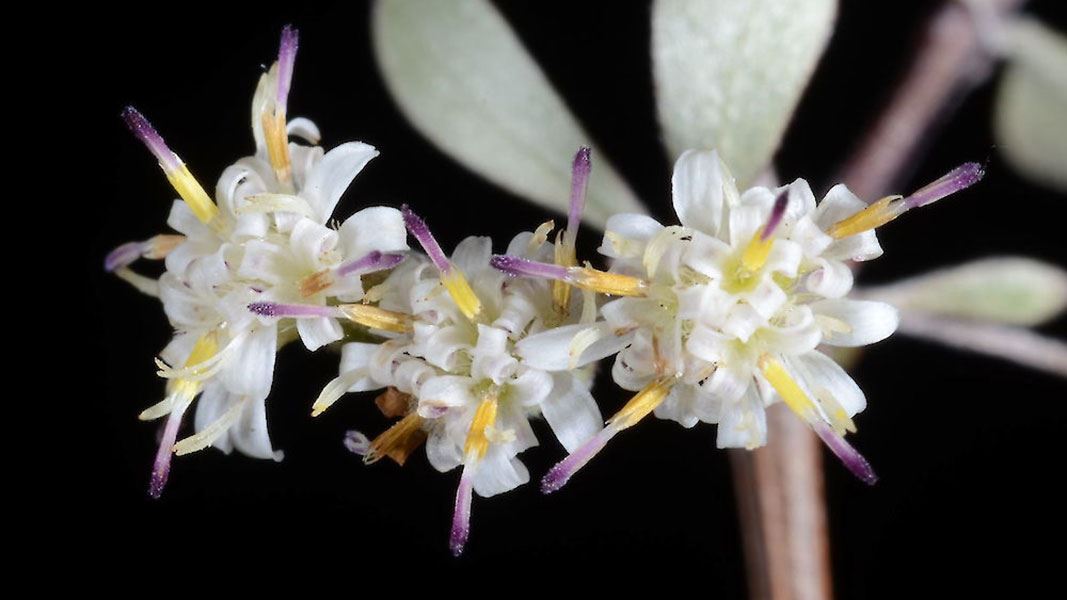 Small white flowers of Olearia gardneri. 