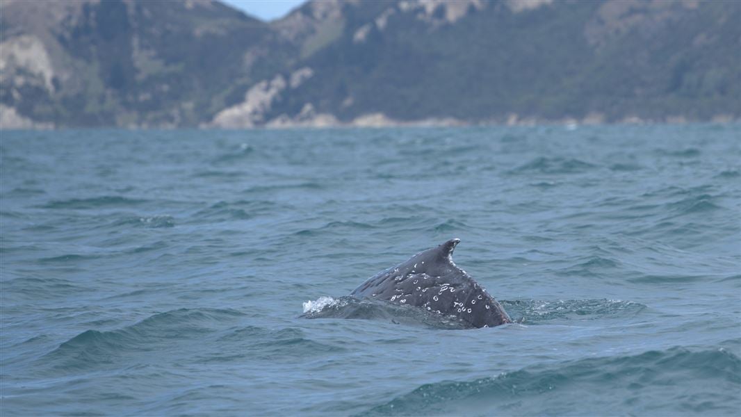 Humpback whale successfully disentangled 