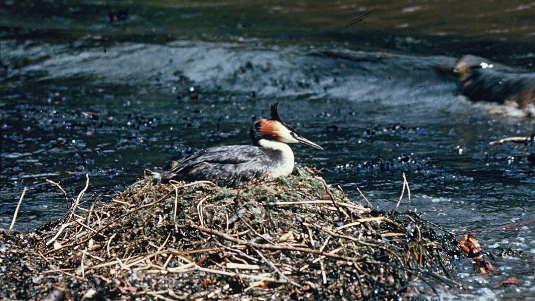 A crested grebe resting on a nesting pile made next to water. 
