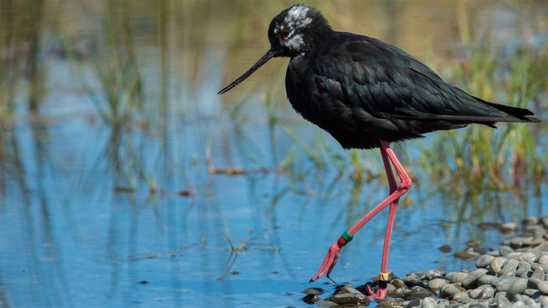 New Zealand wetland and river birds: Birds
