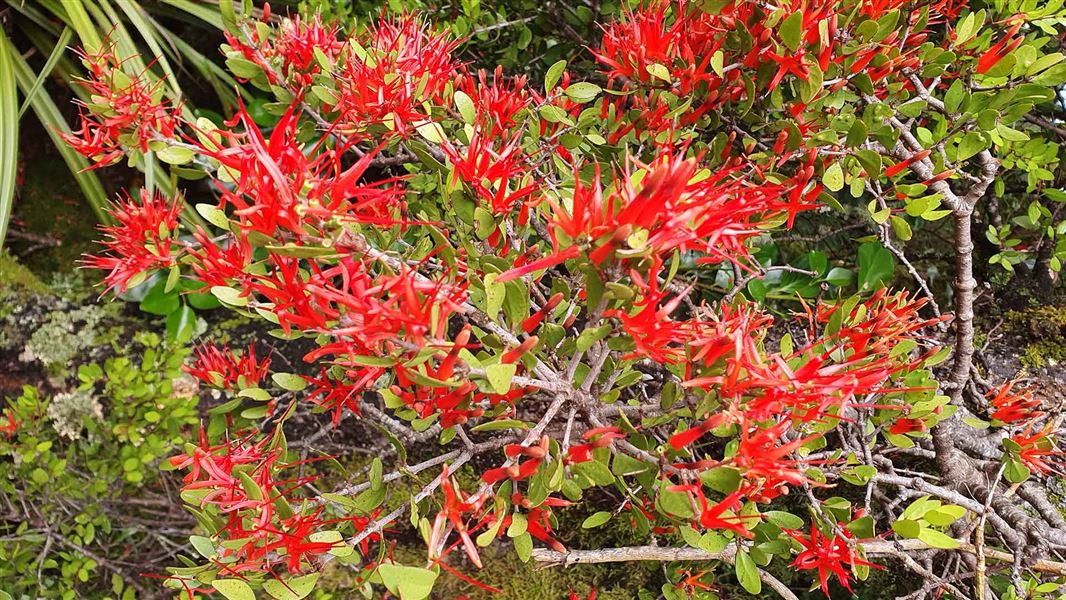 Mistletoe in flower. 