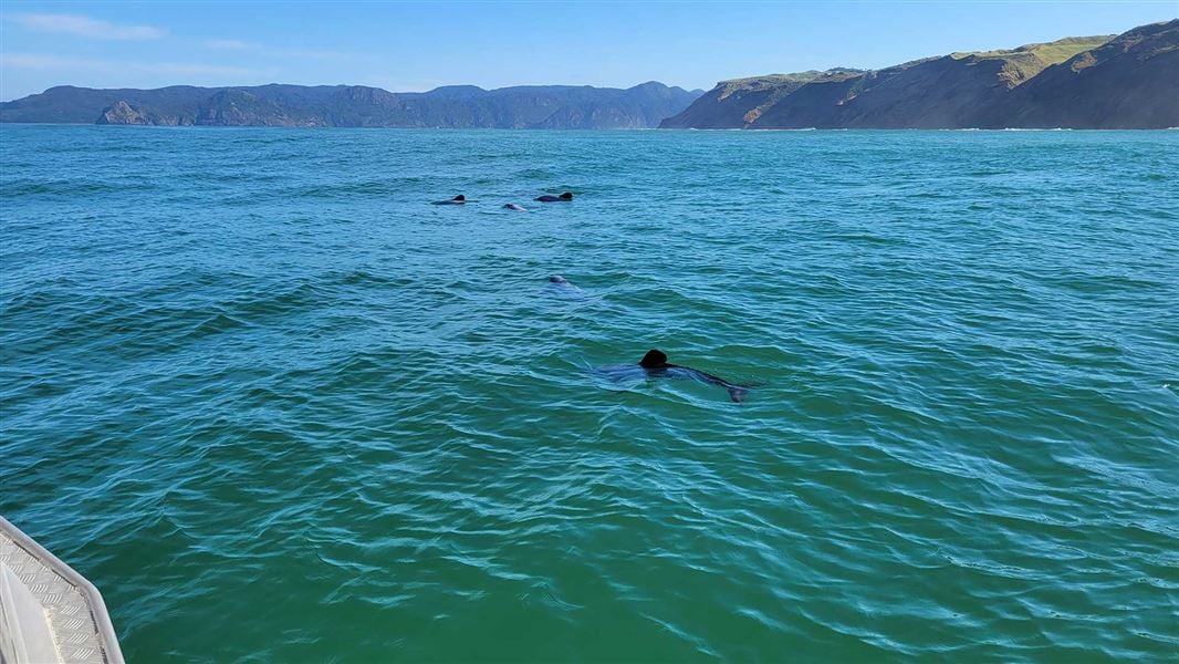 A pod of Maaui dolphins view from a boat.