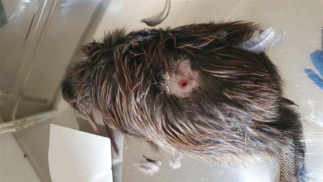Kiwi with puncture wound