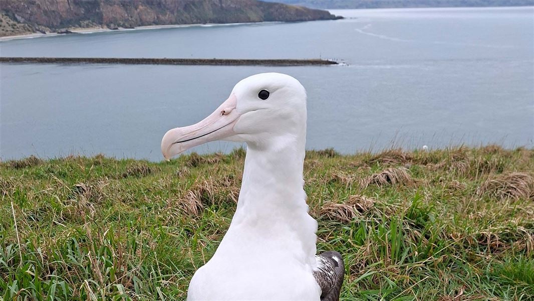 Close up of albatross fledgling with a white face and pale beige beak, standing on grass with flat harbour water behind. 