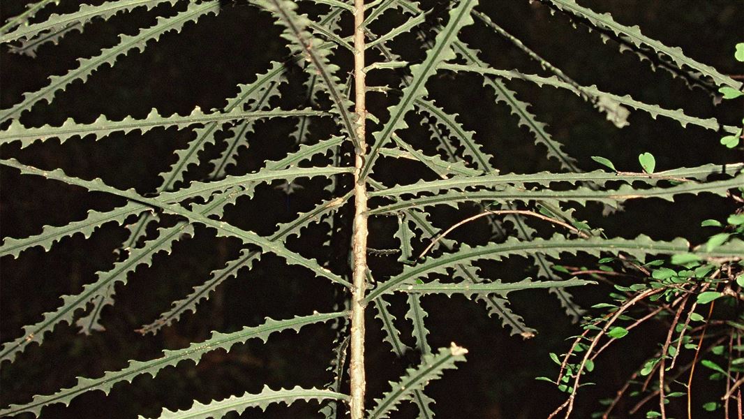Fierce lancewood/pseudopanax ferox with juvenile leaves. 