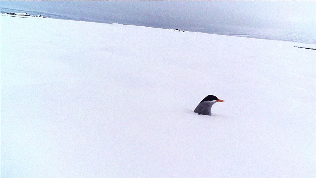 Young bird poking its head out of the snow.