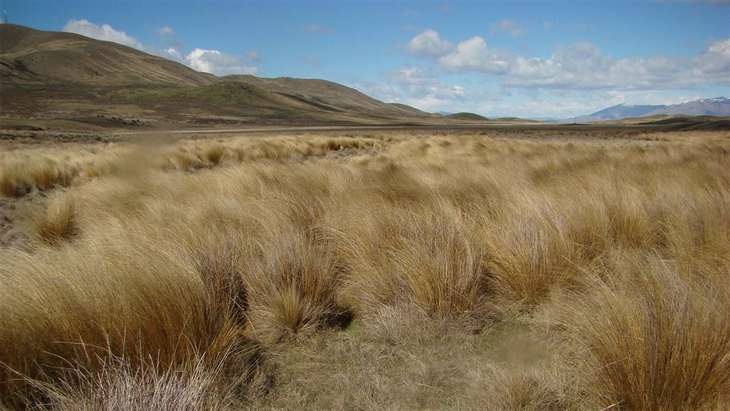 Golden tussock grass grows in an alpine valley with hills in the distance. 