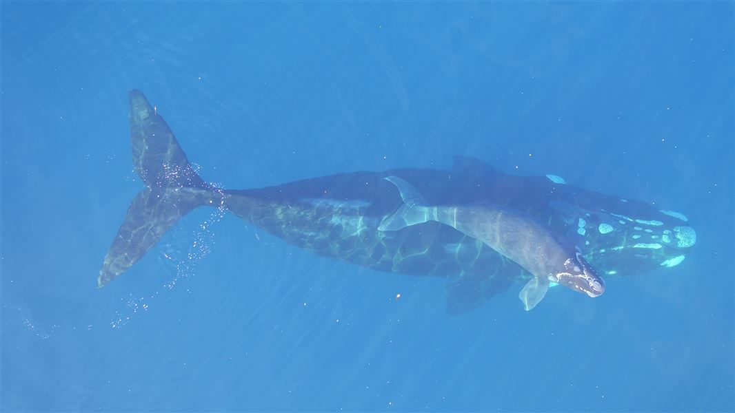 Tohorā/southern right whale in the ocean. 