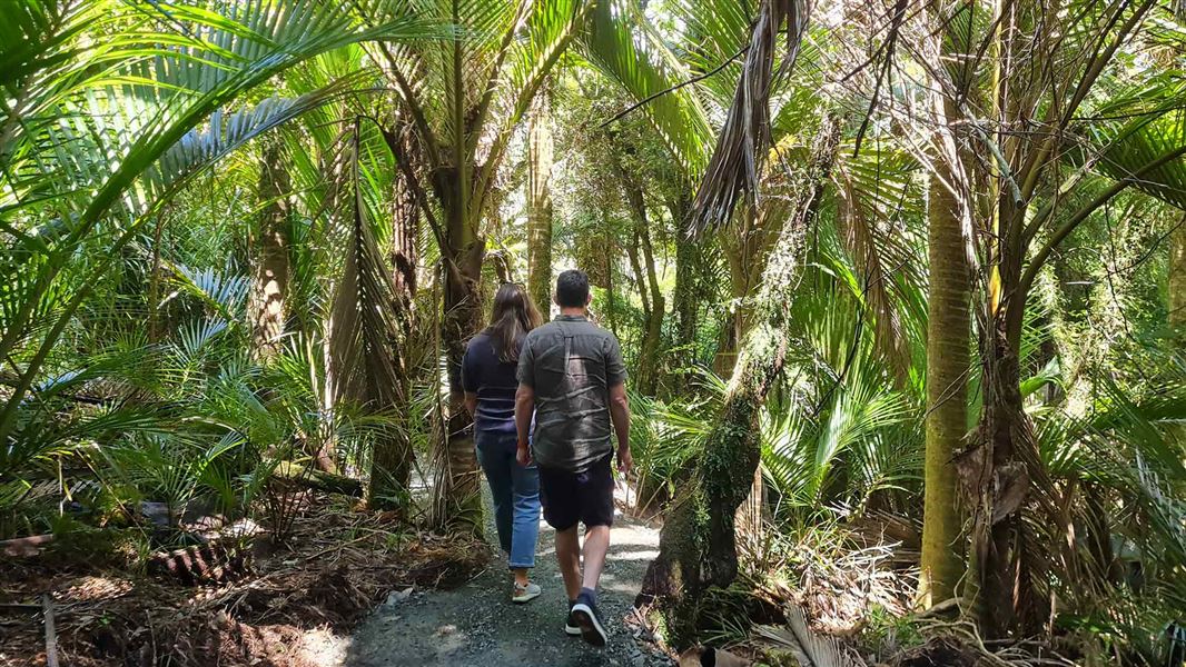 A canopy of nikau trees surrounding two people walking on a track. 