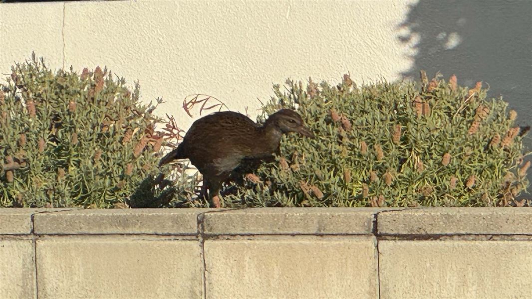 Buff weka seen wandering around Wānaka has been reported to DOC. 