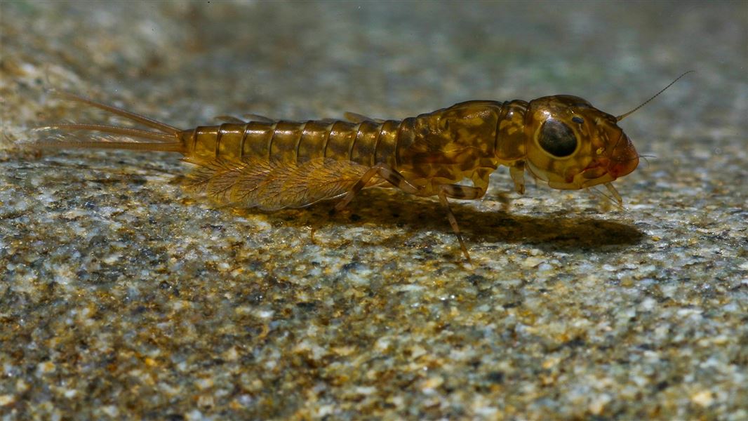  Ameletopsis perscitus, a predatory mayfly nymph from a stream near Reefton. 