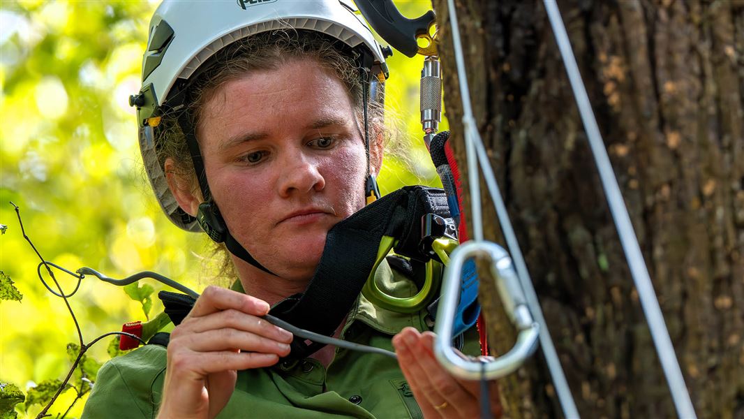 Person in harness prods at a tree with a stick like implement.