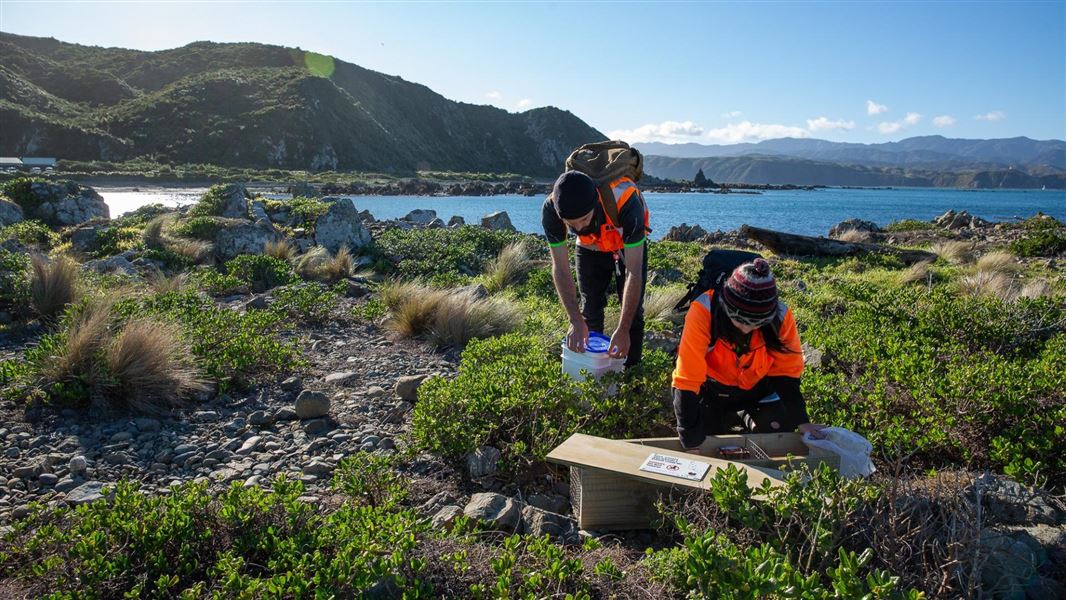Two people in high visibility clothing check a trap in a coastal area of Wellington.