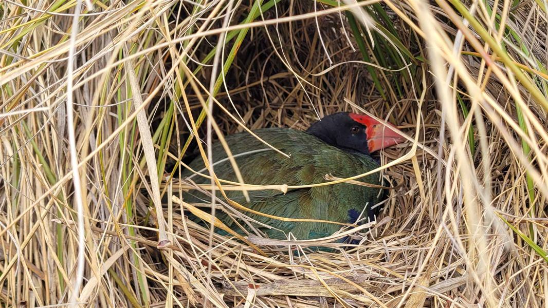 A small takahē surrounded by straw. 