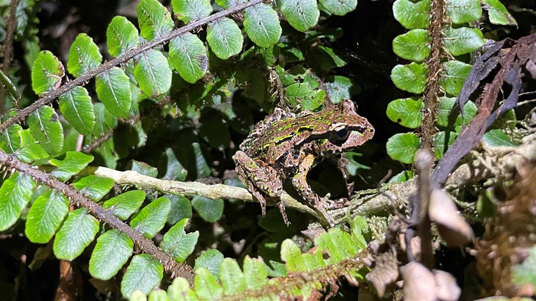 Archey's frog amongst fern fronds.