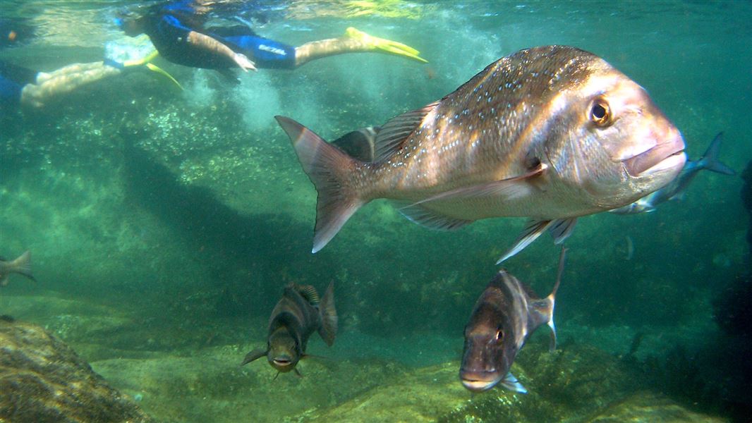 Snapper and snorkelers underwater. 