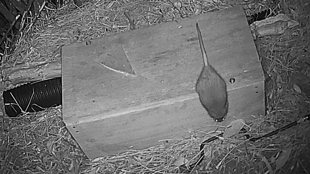A black and white surveillance camera image of a rat on top of a wooden box trap. 