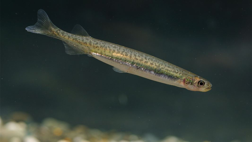 Inanga adult from Te Oka Bay, Banks Peninsula.