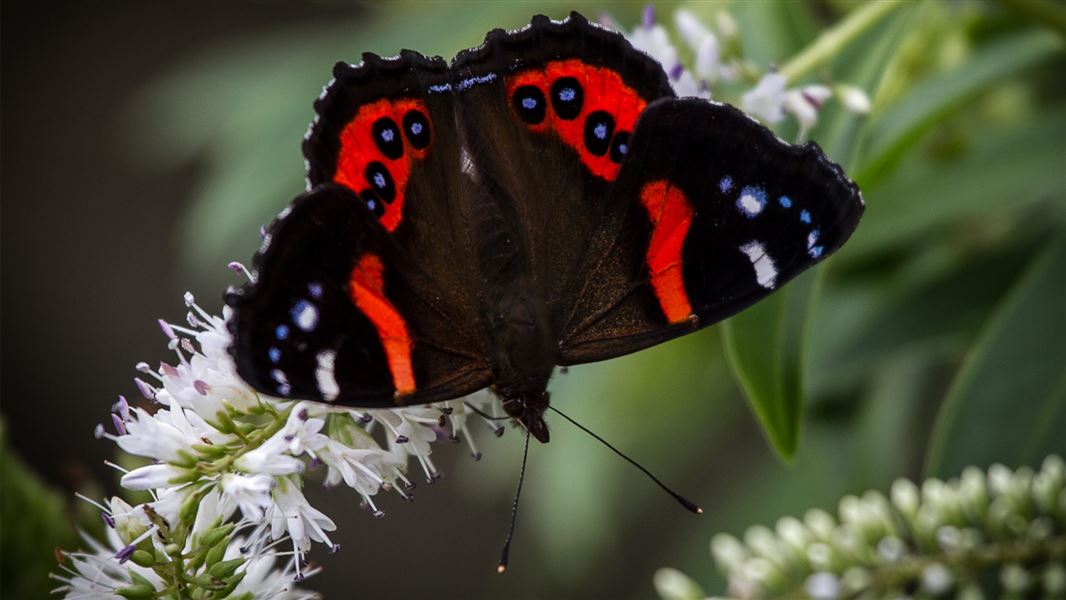 Red admiral (vanessa gonerilla). Perhaps the most visible native butterfly for New Zealand, red admiral which flies most of the year including sunny days in winter. 
