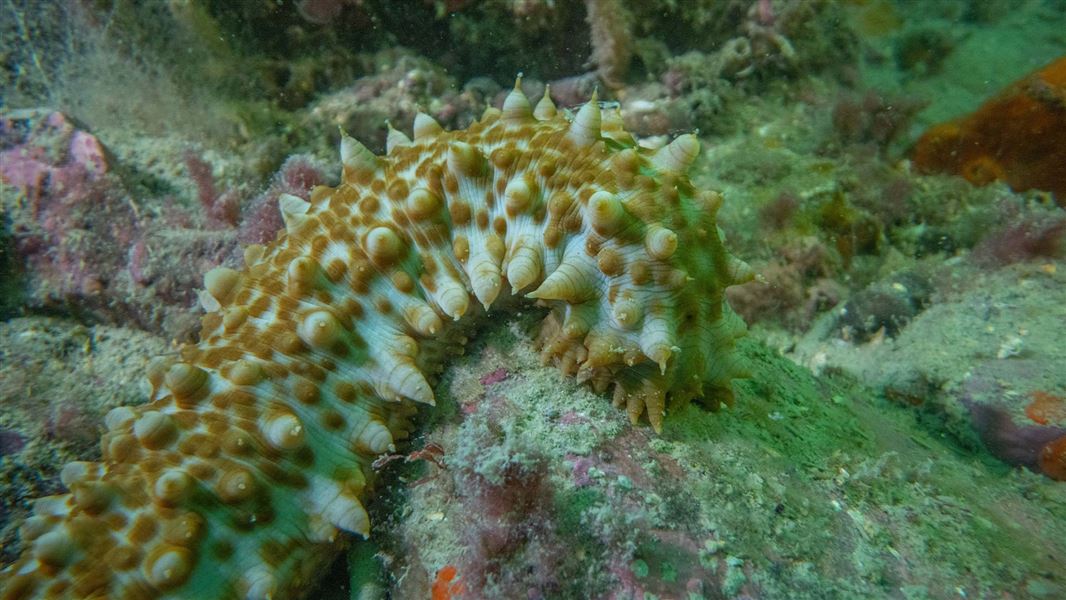 Australasian sea cucumber