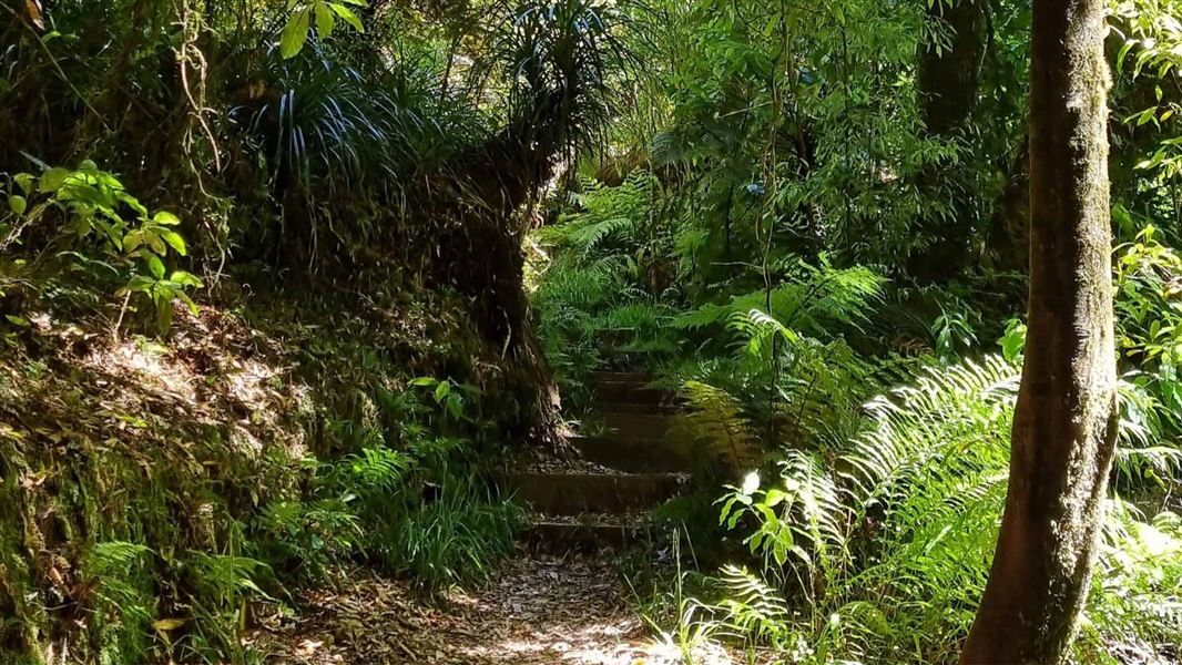 Kaimai Summit Loop Track. 