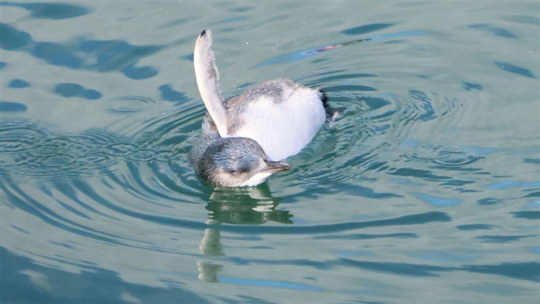 Little penguin/kororā spotted in Auckland's Viaduct Harbour. 