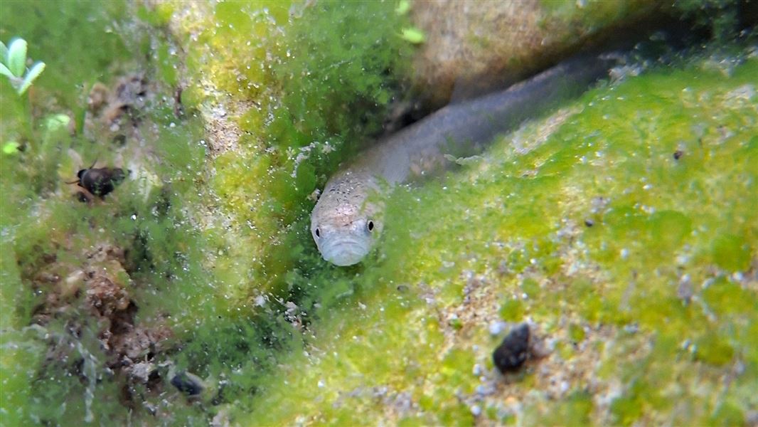 A little milky grey galaxiid popping out from green mossy river rocks underwater. 