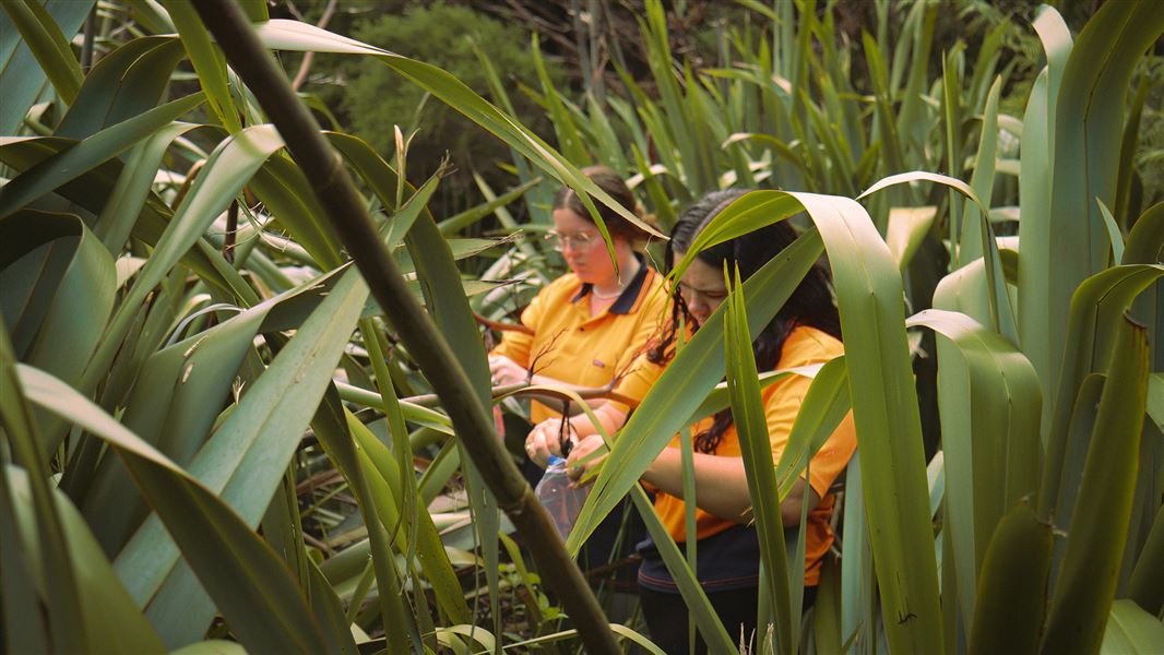 Worker amongst the flax at Moehau.