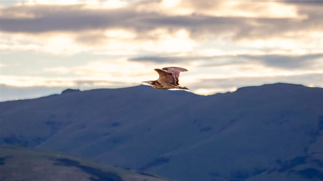 Matuku/bittern in flight. 