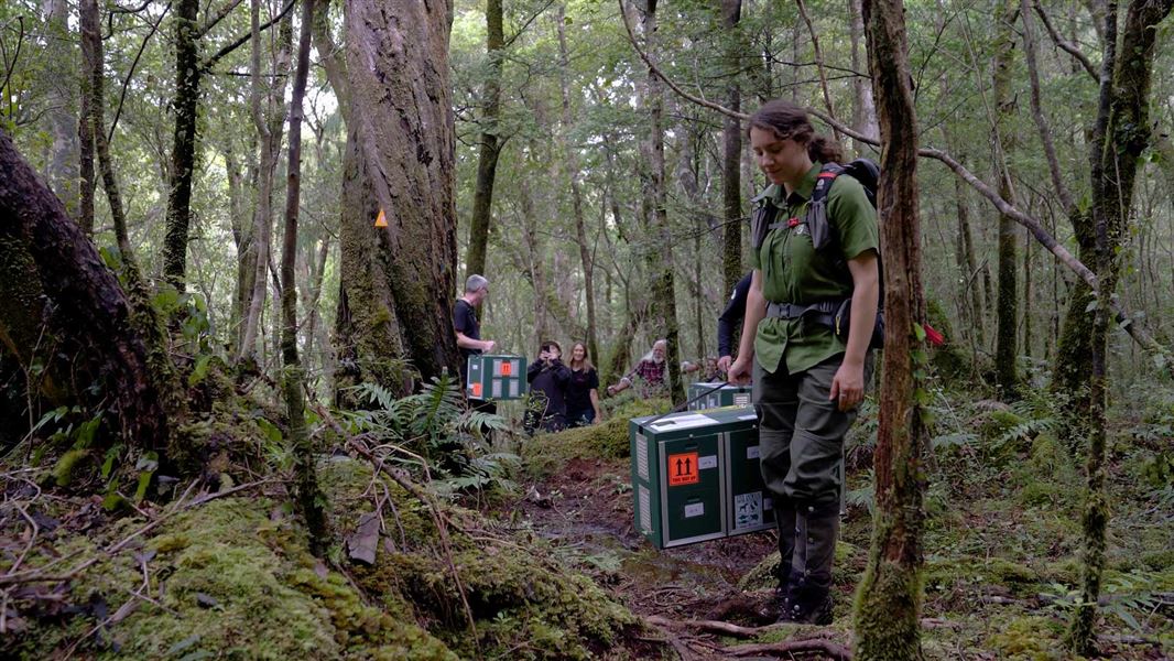 DOC Kākāriki Ranger Myrene Otis carries the manu to the release site on Tamatea Anchor Island.