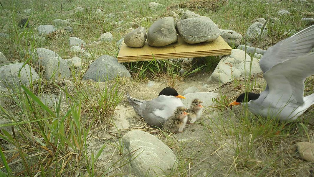 A prent bird waits with two open beaked chicks as the other parent returns with food. 