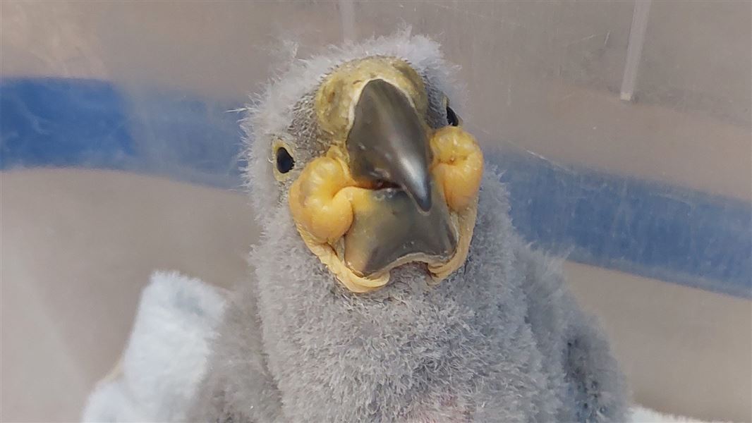 Charlie Girl’s chick at around one month old. 