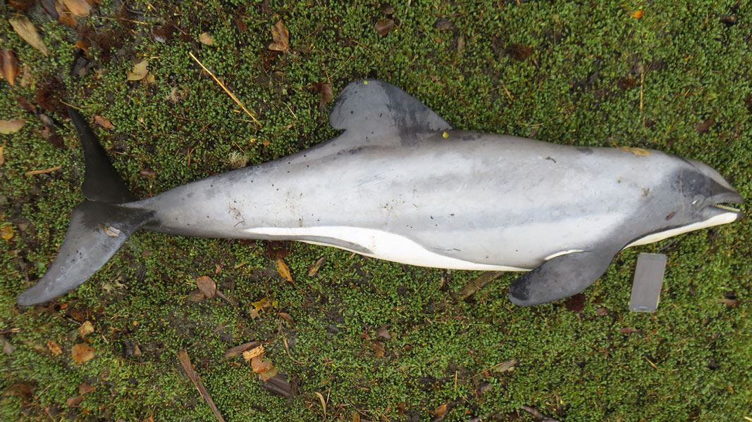 Hector�s dolphin found dead in Milford Sound 17 December Hector�s dolphin found dead in Milford Sound 17 December