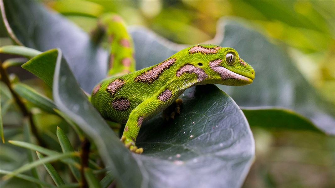 Green gecko on a leaf.