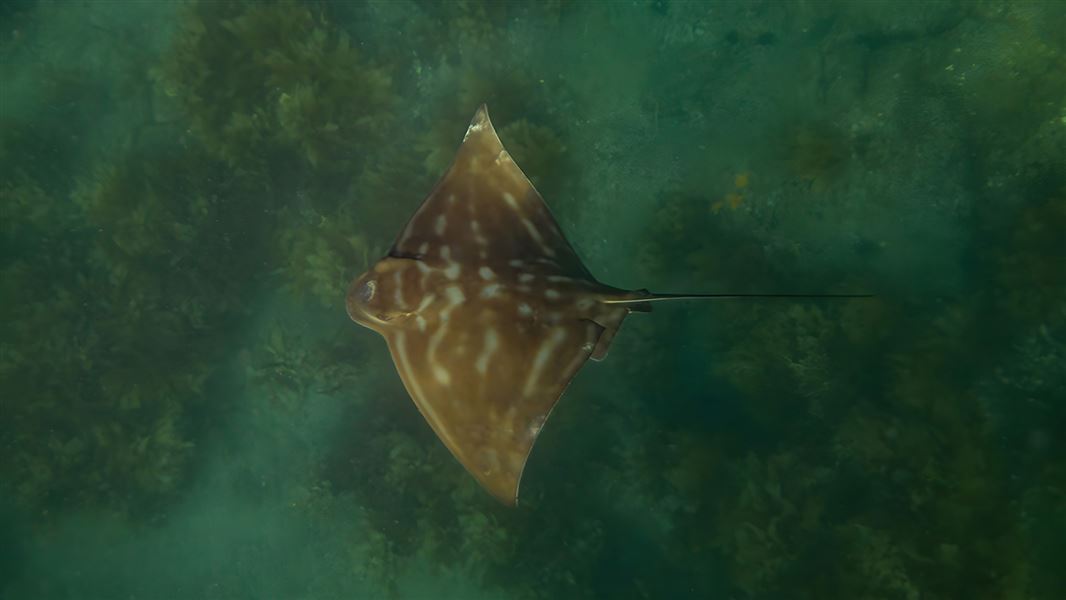 Eagle ray