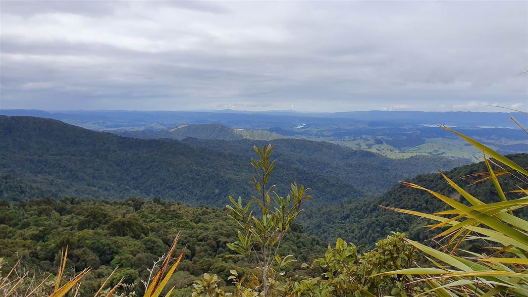 View looking south from Ridge in Raetea Forest. 