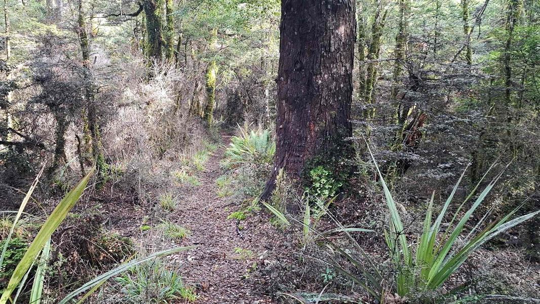 Narrow track leading through the forest. 