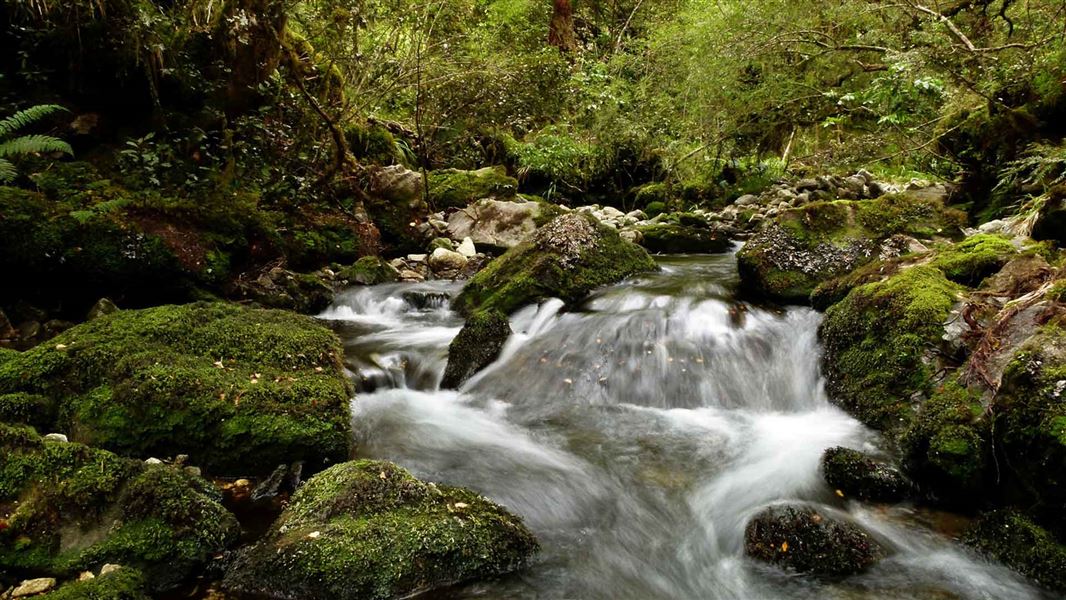 Duffy Creek, Victoria Forest Park. 