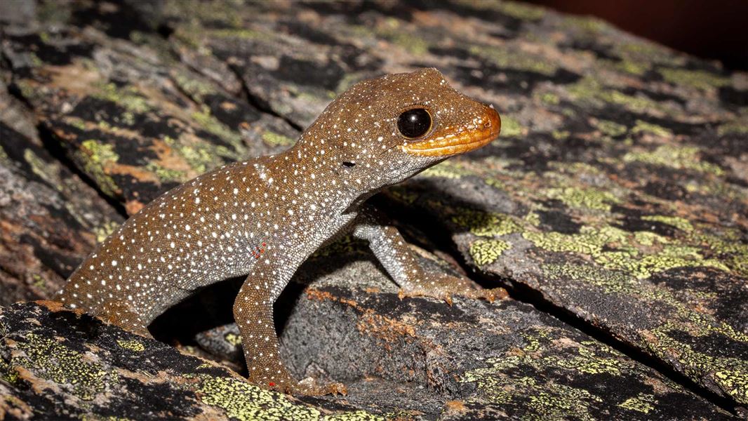 Mokopirirakau galaxias (hura te ao gecko), Oteake Conservation Park, Threatened – Nationally Endangered. 