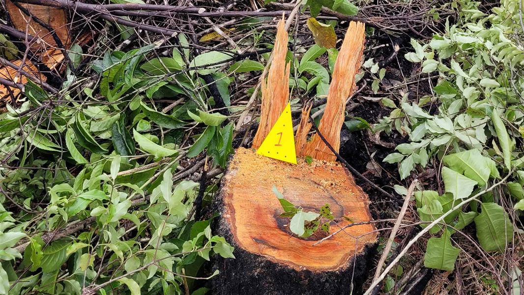 A tree stump with a plastic yellow tag numbered one, as evidence. 